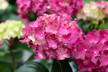 Close-up of purple-red Hydrangea bouquet flowers blooming in the garden. The ornamental flowers for decorating in the garden.
