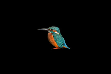 Fototapeta premium Male Common Kingfisher perching image with black background.