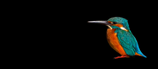 Male Common Kingfisher perching image with black background.