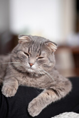 Naklejka na ściany i meble Beautiful striped gray cat. A domestic cat is lying on the sofa. A cat in a home interior. Image for veterinary clinics, websites about cats. selective focus