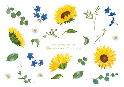 ひまわり Images – Browse 72,940 Stock Photos, Vectors, and Video