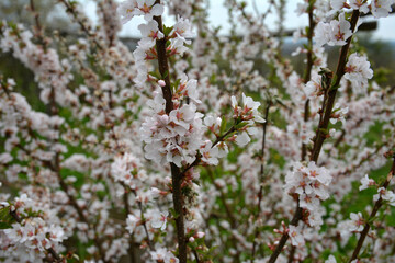 Beautiful white flowers. Prunus tomentosa (Nanking cherry).