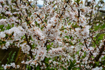Beautiful white flowers. Prunus tomentosa (Nanking cherry).