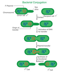 Bacterial conjugation. sexual reproduction of bacteria.Sexduction in bacteria.vector illustration. - obrazy, fototapety, plakaty