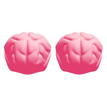 Human brain Anatomical Model.