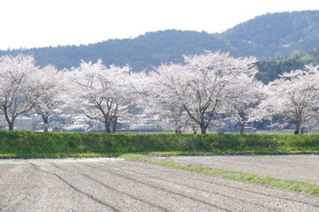 桜並木 岐阜県山県市大桑 サイクリングロード