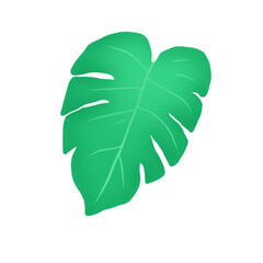 green leaf monstera