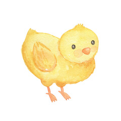 Cute cartoon chick. Watercolor illustration isolated on white background. Farm animal