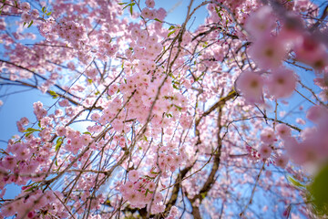 桜と青空