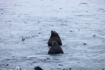 Spectacular Alaska Nature: Glaciers, Ocean Views, and Wildlife