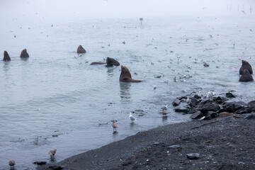 Spectacular Alaska Nature: Glaciers, Ocean Views, and Wildlife