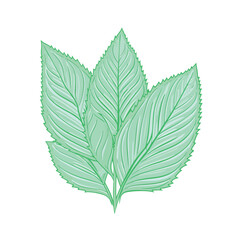 mint leaf logo flat vector illustration. mint leaf logo hand drawing isolated vector illustration