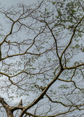 Tree Branches Against Blue Sky.