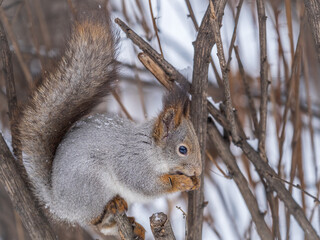 The squirrel with nut sits on tree in the winter or late autumn