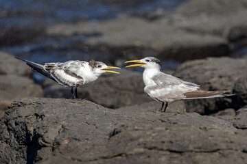 Crested Terns (Thalasseus bergii) on the rocks at Shelly Beach, Ballina, NSW, Australia - mother & juvenile