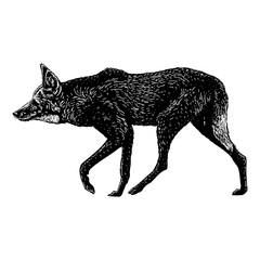 Maned Wolf hand drawing vector isolated on background.