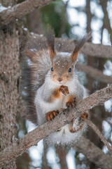 Fototapeta premium The squirrel with nut sits on tree in the winter or late autumn