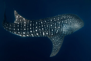 Whale shark in deep ocean. Giant fish swimming in open ocean.