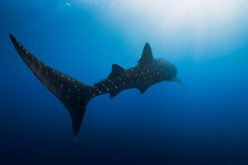 Whale shark in deep ocean. Silhouette of giant shark swimming underwater