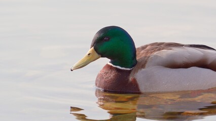 Close-up portrait of a male mallard duck swimming in the river. A lone wild drake with bright plumage is reflected in the clear water. Wildlife of the waterfowl