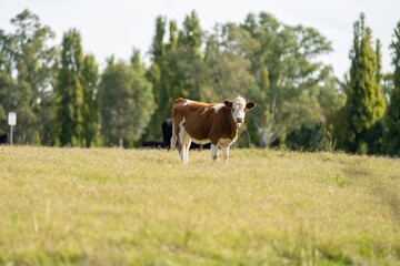 Cows in a field, cow eating grass in a field. Beef cows and calfs grazing on grass in Texas, America, exporting to Australia. eating grass and pasture.