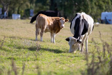 Cows in a field, cow eating grass in a field. Beef cows and calfs grazing on grass in Texas, America, exporting to Australia. eating grass and pasture.