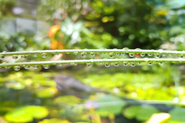 Close up of rain water droplets on green vivy with blurred background.