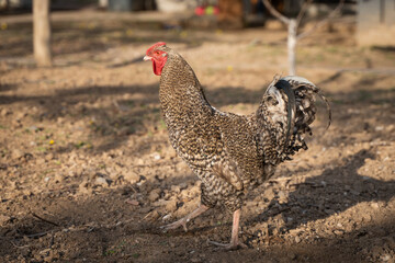 chicken hen free range chicken poultry