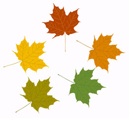 Set of autumn leaves