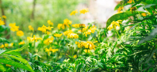 image of beautiful yellow chrysanthemum flowers in the sun