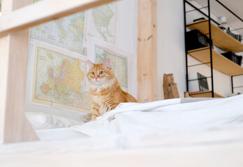 Fototapeta na wymiar Red cat at home interior. Pet owner consept
