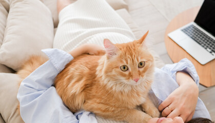 Red cat at home interior. Pet owner consept