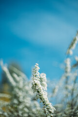 Fototapeta premium white spirea tree branch twig in blossom close-up shot