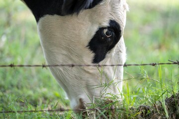 Obraz premium Beef cows grazing on pasture in a field on a farm