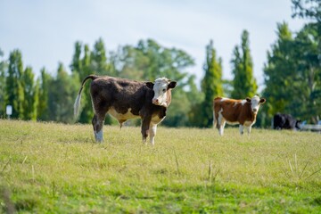 Beef cows grazing on pasture in a field on a farm
