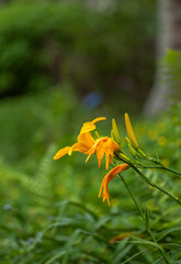 Yellow-Orange Flower Against a Green Background in Hawaii.