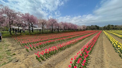 It’s spring now so the flowers should bloom soon