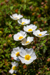 Fototapeta na wymiar Laden; It is a plant species with white or pink flowers that make up the Cistus genus of the Cistaceae family.