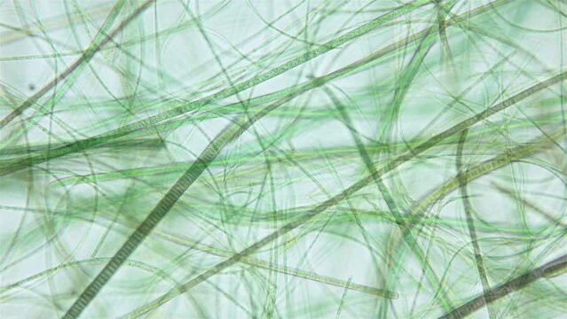 Movement of Cyanobacteria and Chlorobia under a microscope, domain Bacteria. Capable of photosynthesis and release oxygen. Some species are toxic