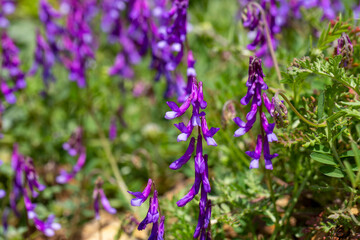 Wild flower, scientific name; Vicia villosa or Vicia dasycarpa