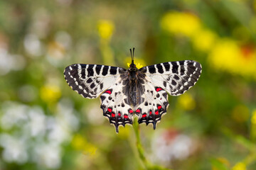 Forest Scalloped butterfly (Zerynthia cerisyi) on a plant © Esin Deniz