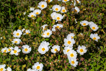 Laden; It is a plant species with white or pink flowers that make up the Cistus genus of the...