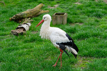 white stork ciconia in the grass