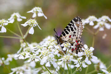Butterfly on Tordylium apulum plant. butterfly; Allancastria cerisyi - Forest Festoon - Eastern Festoon