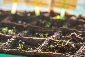 A small green sprouts in a peat pot, planting plants in the spring in open ground