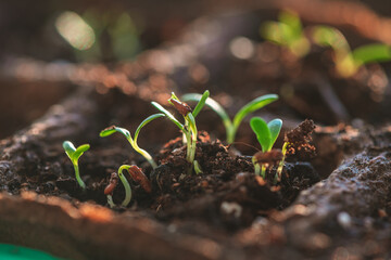 A small green sprouts in a peat pot, planting plants in the spring in open ground