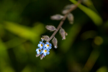 A plant with wild blue flowers. Scientific name; Myosotis Stricta or Myosotis ramossima