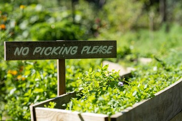 vegetable garden growing plants in the backyard of a house