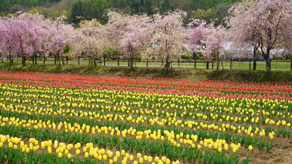 Fototapeta premium It’s spring now so the flowers should bloom soon