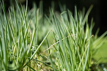 vegetable garden growing plants in the backyard of a house